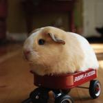 Hamster Wagon They See Me Roein' meme