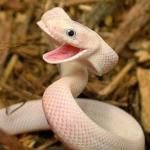 Happy Snake