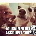 Dogs | YOU SNIFFED HER ASS DIDN'T YOU? | image tagged in dogs | made w/ Imgflip meme maker