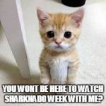 Sad Kitten | YOU WONT BE HERE TO WATCH SHARKNADO WEEK WITH ME? | image tagged in sad kitten | made w/ Imgflip meme maker