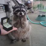 Raccoon Proposal  meme