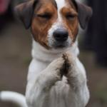 praying dog meme
