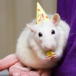 Birthday Rat meme