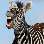Laughing Zebra meme