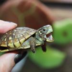 Turtles For Pets