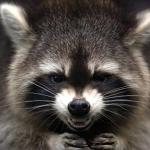 Angry Raccoon meme