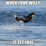 Baby orca | WHEN YOUR WILLY IS SET FREE | image tagged in baby orca | made w/ Imgflip meme maker