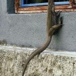 Lizard looking through window