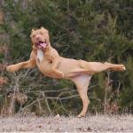 dancing dog