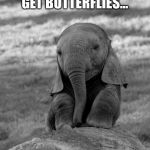 Elephant  | EVERY TIME I SEE YOU, I DON'T GET BUTTERFLIES... I GET FREAKING ELEPHANTS!! | image tagged in elephant | made w/ Imgflip meme maker
