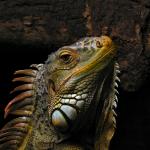 ITAR Iguana