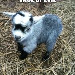 Baby goat | WITNESS THE FACE OF EVIL AND TREMBLE! | image tagged in baby goat | made w/ Imgflip meme maker