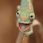 Smiling Chameleon