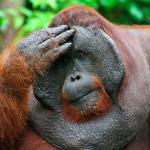 Facepalm Orangutan