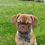 Grumpy Puppy