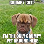 Earl the Grumpy Puppy | GRUMPY CAT? I'M THE ONLY GRUMPY PET AROUND HERE | image tagged in grumpy puppy,memes | made w/ Imgflip meme maker