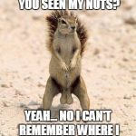 Ever hide something in a spot so clever, you can't remember where it is? | HEY GARY! HEY, HAVE YOU SEEN MY NUTS? YEAH... NO I CAN'T REMEMBER WHERE I BURIED THEM THIS YEAR! | image tagged in super confident squirrel | made w/ Imgflip meme maker
