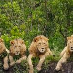 pissed off lions