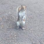 Angry Squirrel