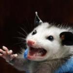 angry possum missus