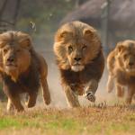 Lions Lookin For A Dentist meme