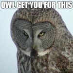 Owl Pun | OWL GET YOU FOR THIS | image tagged in angry owl,puns,memes,funny,owls | made w/ Imgflip meme maker