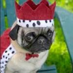 King pugsly