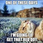 Contemplative Cat | ONE OF THESE DAYS I'M GOING TO GET THAT RED DOT | image tagged in contemplative cat | made w/ Imgflip meme maker