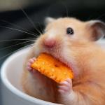 Cheese mouse