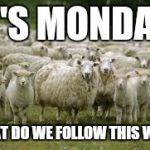 sheeps | IT'S MONDAY WHAT DO WE FOLLOW THIS WEEK | image tagged in sheeps | made w/ Imgflip meme maker