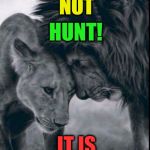 Lions  | DO IT IS MURDER! NOT HUNT! | image tagged in lions | made w/ Imgflip meme maker