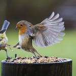 Not Sharing Flying Kick Bird