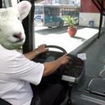 Lamb Bus Driver