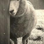 Sheep loves post