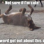 Donkey | Not sure if I'm cute Or word got out about this ass | image tagged in donkey | made w/ Imgflip meme maker
