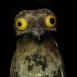 Weird Stuff I Do Potoo