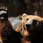 Bear Hands Up meme