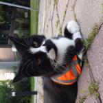 Safety Cat