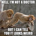monkey | WELL, I'M NOT A DOCTOR BUT I CAN TELL YOU IT LOOKS WEIRD | image tagged in monkey | made w/ Imgflip meme maker