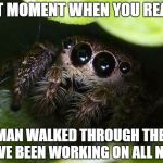 missunder stoood spider | THAT MOMENT WHEN YOU REALIZE A HUMAN WALKED THROUGH THE WEB YOU'VE BEEN WORKING ON ALL NIGHT. | image tagged in missunder stoood spider | made w/ Imgflip meme maker