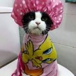 Shower kitty 