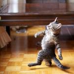 Cat Walking Like A Boss meme