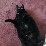 Fat Black Cat