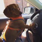 Wiener Dog in Car