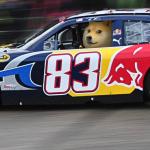 Race car doge 