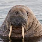 Walrus meme