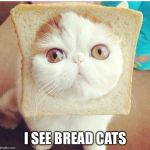 After 9 lives... | I SEE BREAD CATS | image tagged in breadcat,memes | made w/ Imgflip meme maker
