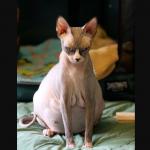 Hairless pregnant cat
