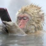 monkey cell phone meme