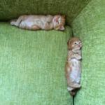 Couch Cats